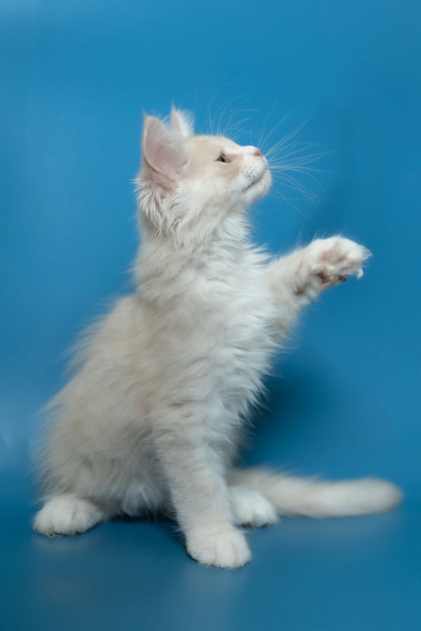 Constantine | Maine Coon Kitten