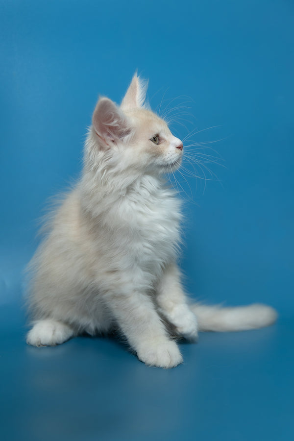 Constantine | Maine Coon Kitten