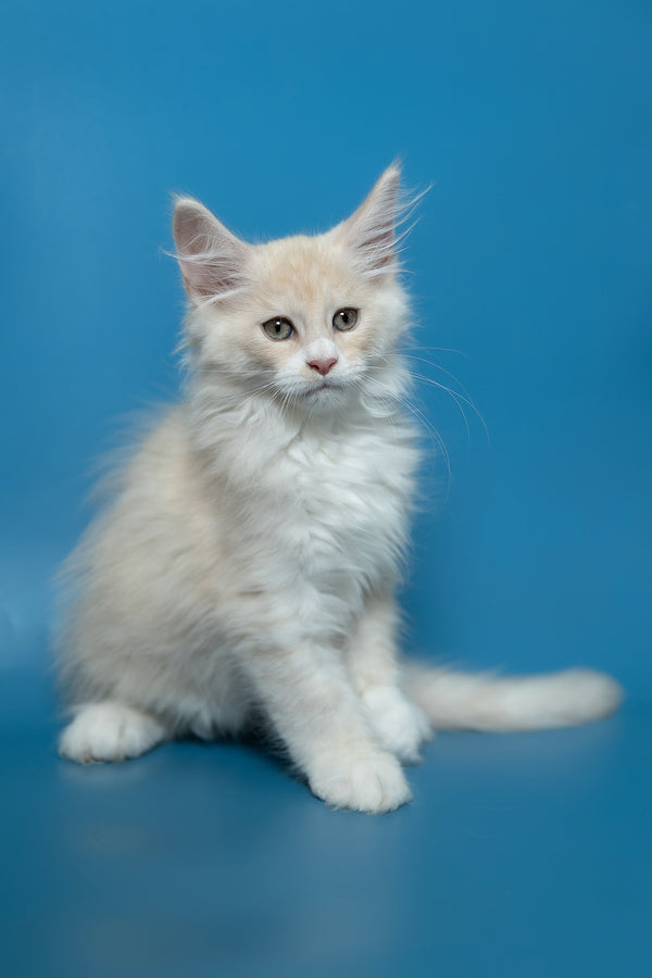 Constantine | Maine Coon Kitten