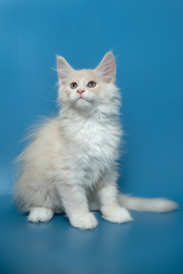 Constantine | Maine Coon Kitten