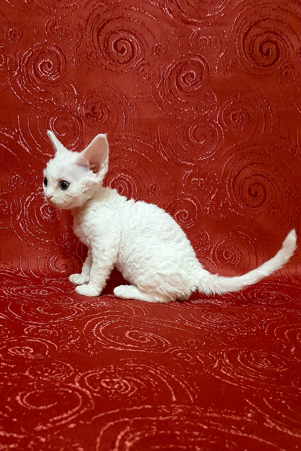 Cookie | Devon Rex Kitten