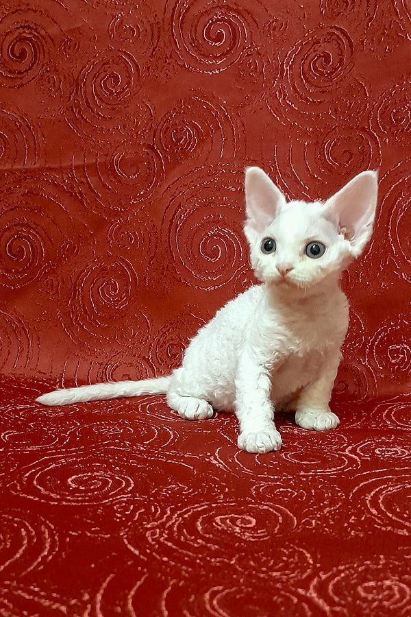 Cookie | Devon Rex Kitten