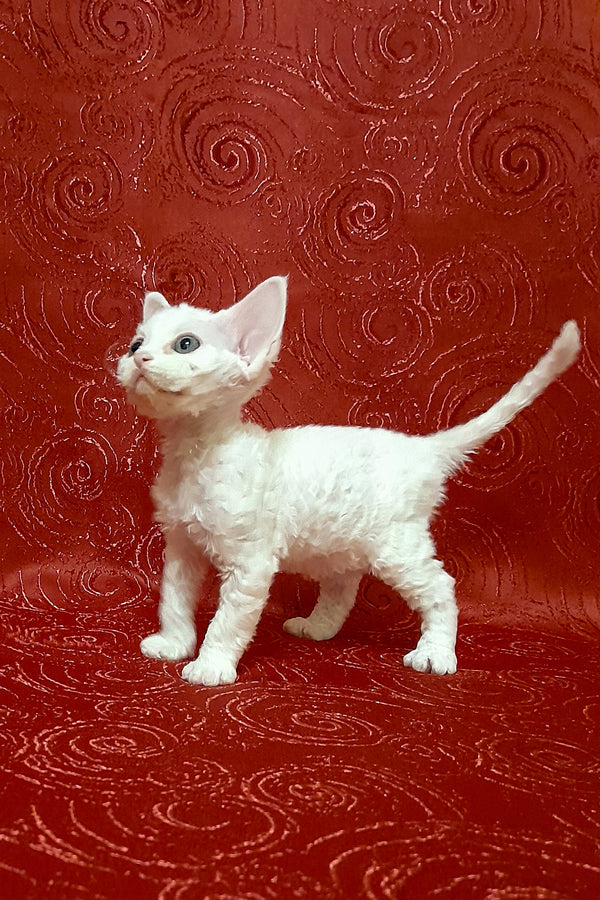 Cookie | Devon Rex Kitten