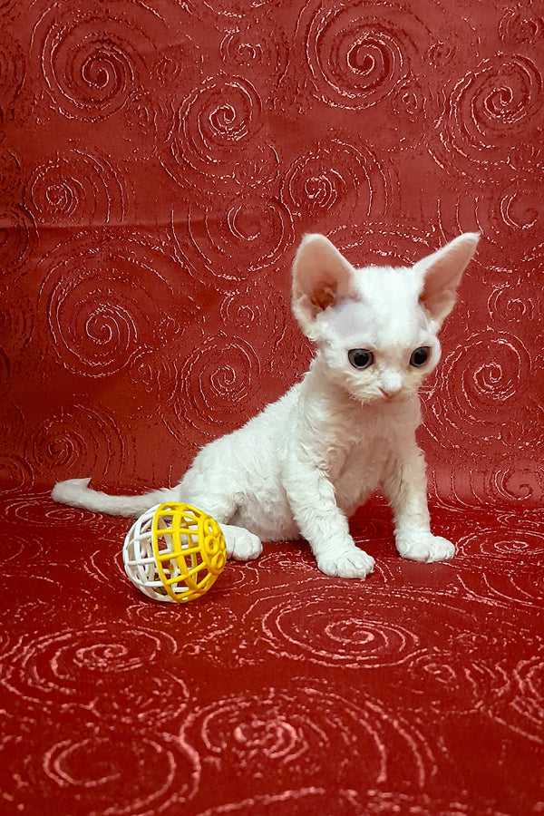Cookie | Devon Rex Kitten