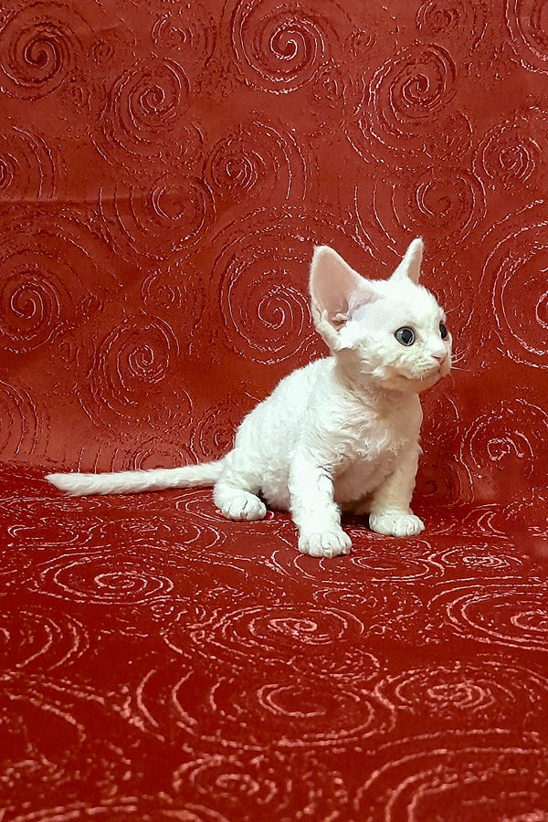 Cookie | Devon Rex Kitten
