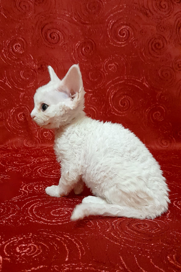 Cookie | Devon Rex Kitten