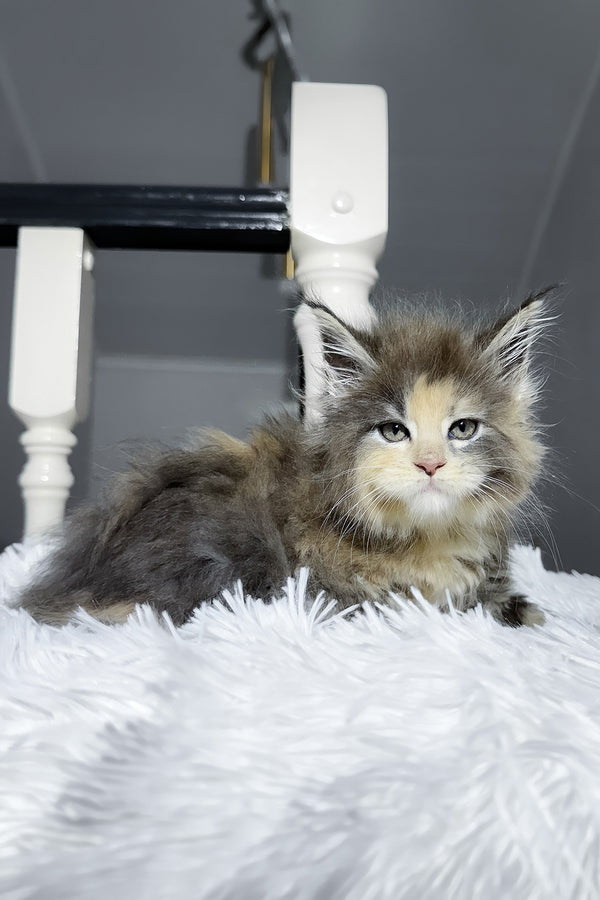 Cookie | Maine Coon Kitten