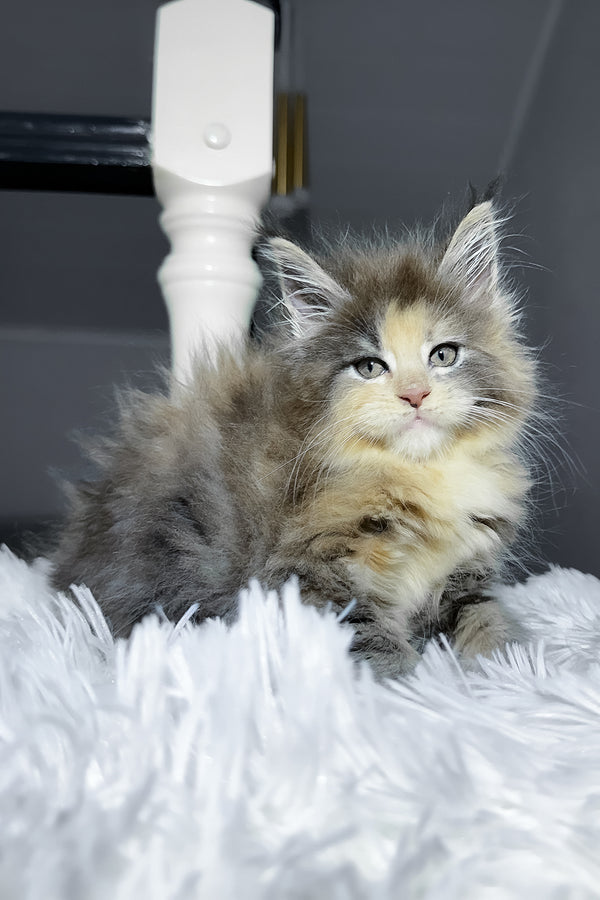Cookie | Maine Coon Kitten