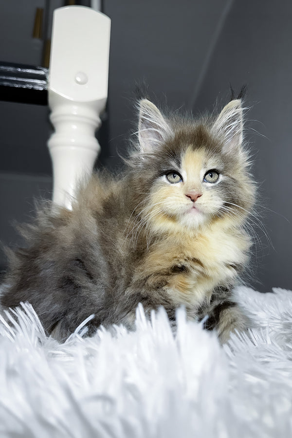 Cookie | Maine Coon Kitten