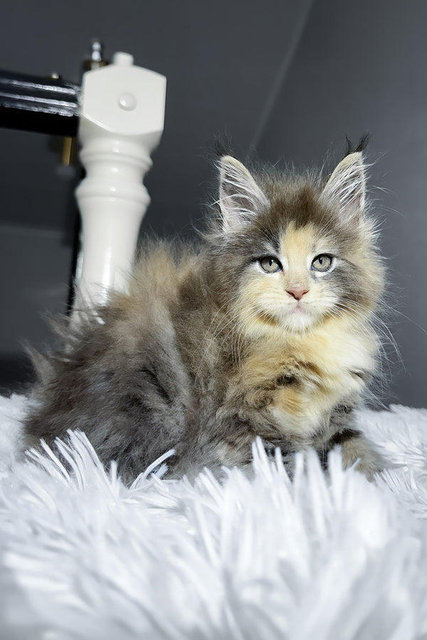 Cookie | Maine Coon Kitten