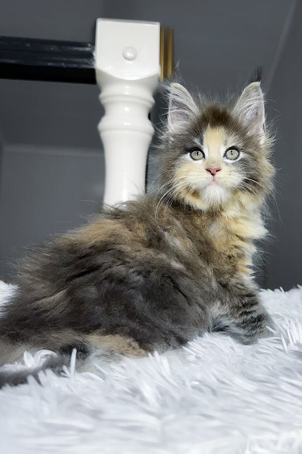 Cookie | Maine Coon Kitten