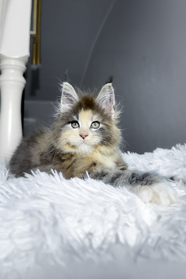 Cookie | Maine Coon Kitten