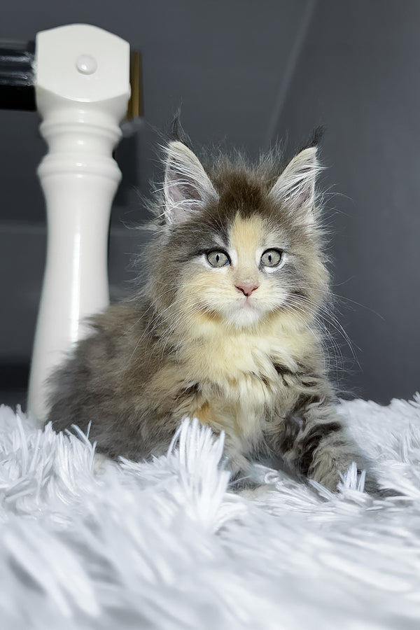 Cookie | Maine Coon Kitten