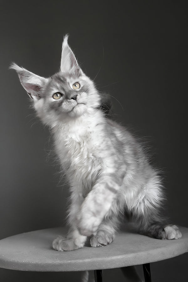 Copernius | Maine Coon Kitten
