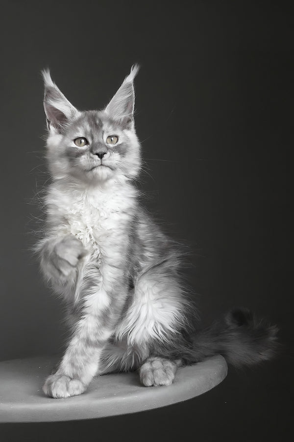 Copernius | Maine Coon Kitten