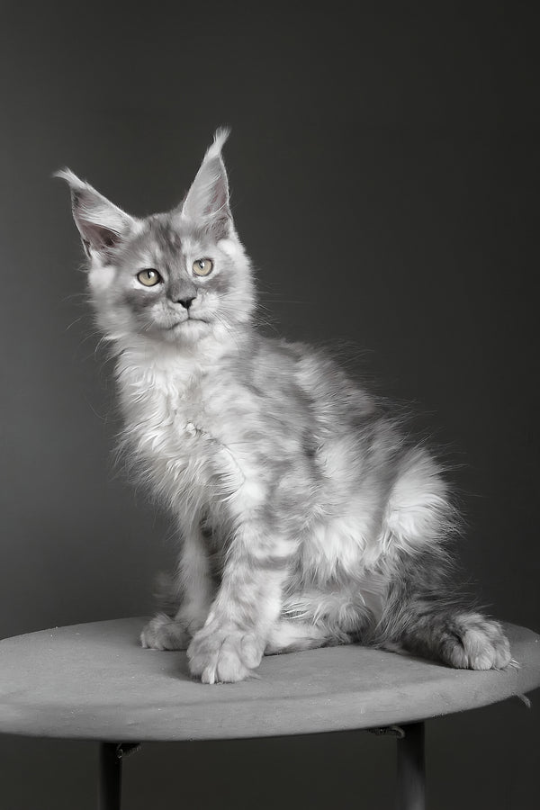 Copernius | Maine Coon Kitten