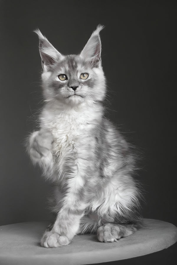 Copernius | Maine Coon Kitten