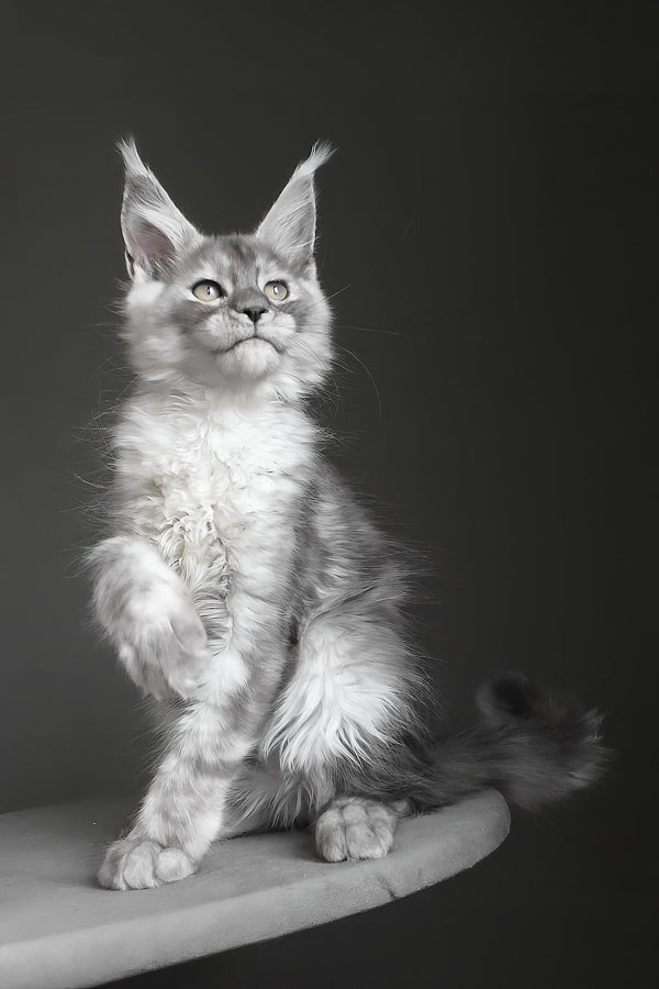 Copernius | Maine Coon Kitten