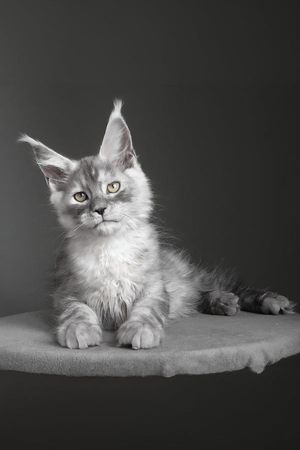 Copernius | Maine Coon Kitten