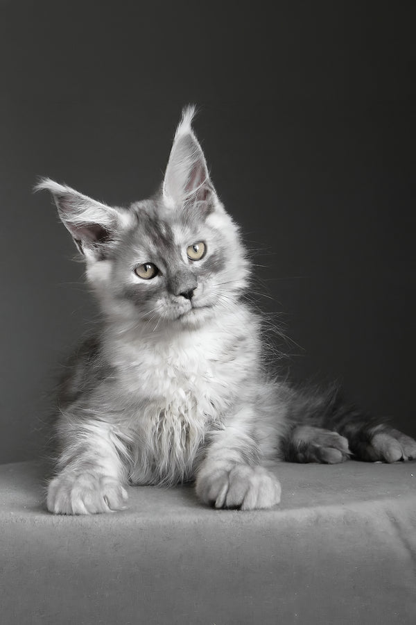 Copernius | Maine Coon Kitten