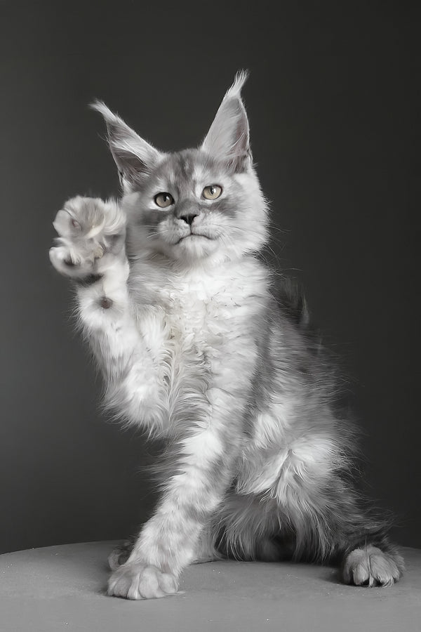 Copernius | Maine Coon Kitten
