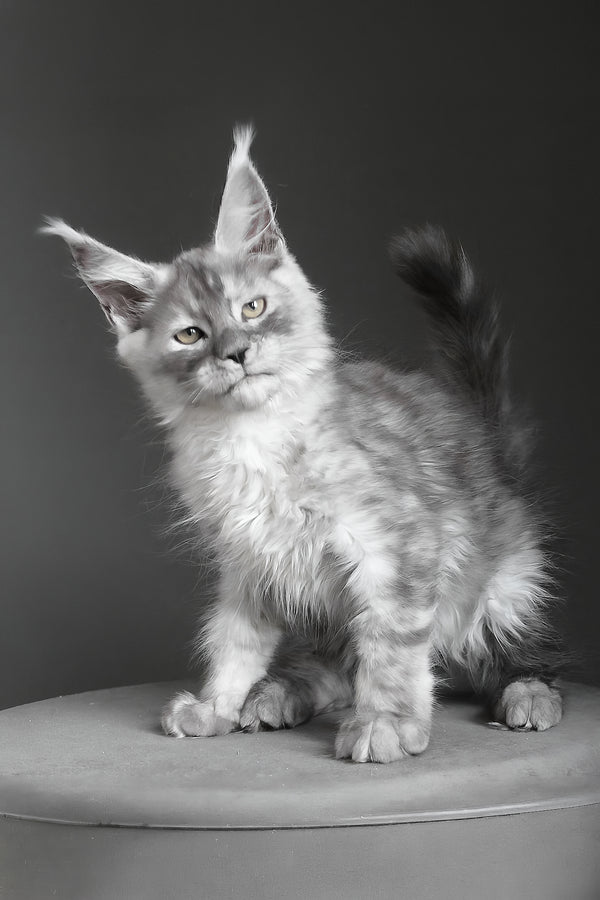 Copernius | Maine Coon Kitten
