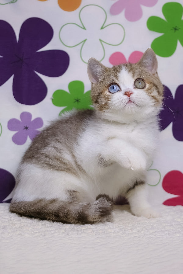 Cosmic | British Shorthair Kitten