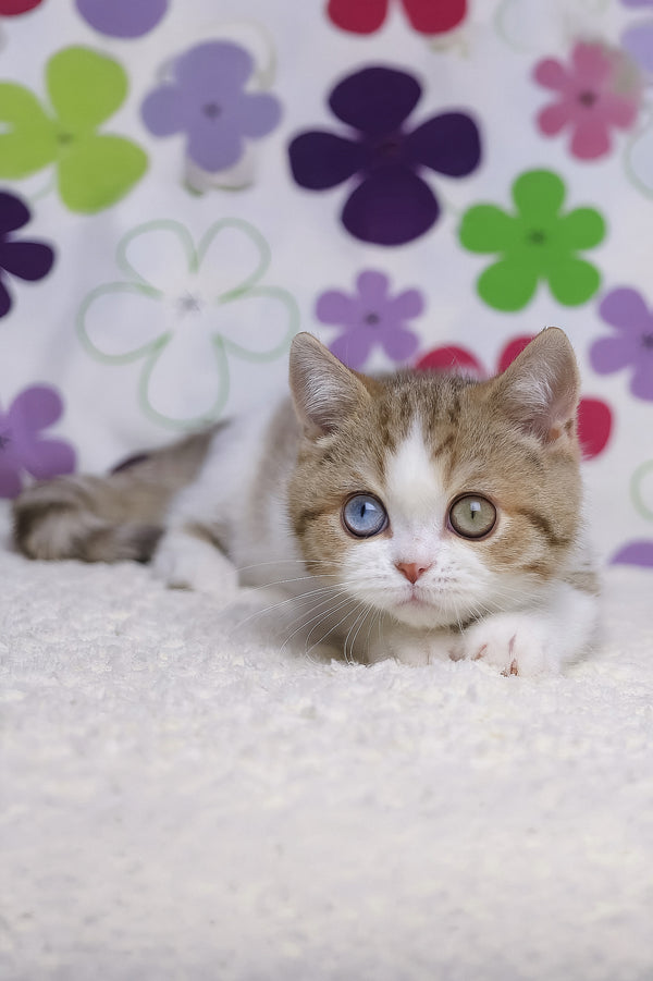 Cosmic | British Shorthair Kitten