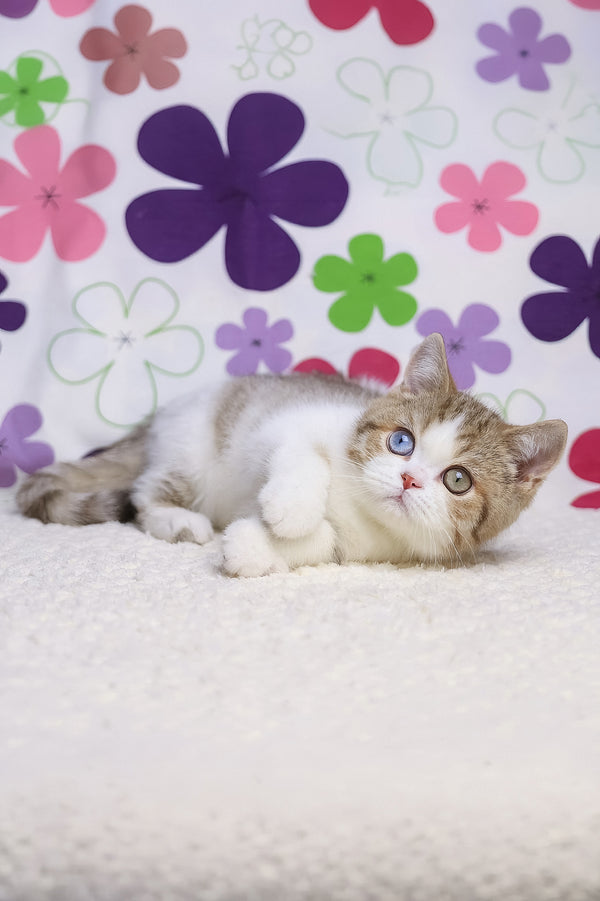 Cosmic | British Shorthair Kitten