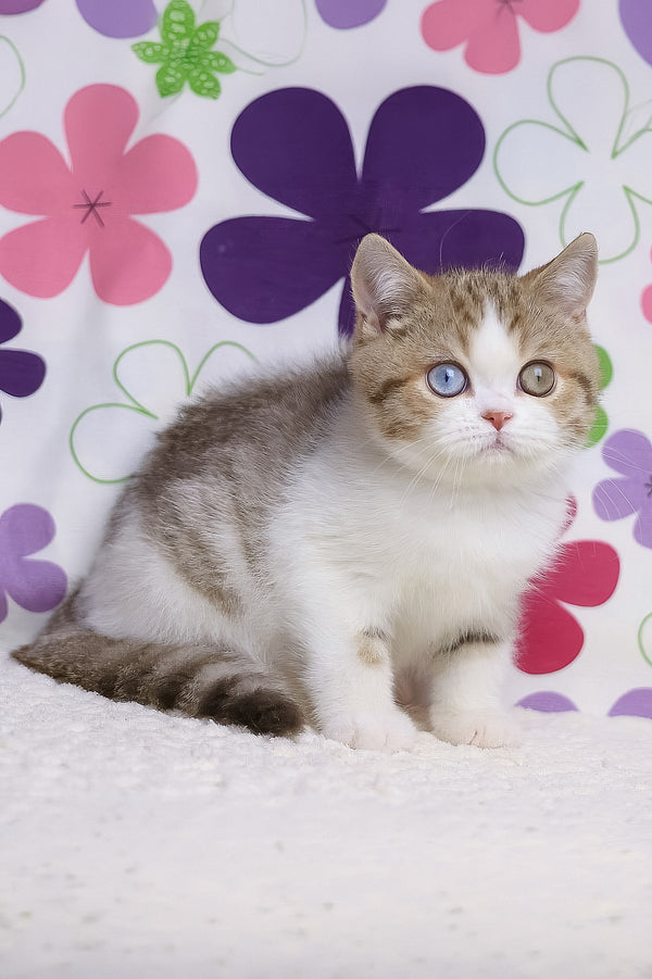 Cosmic | British Shorthair Kitten