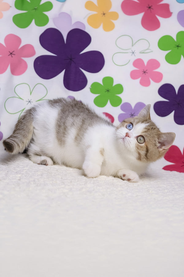 Cosmic | British Shorthair Kitten
