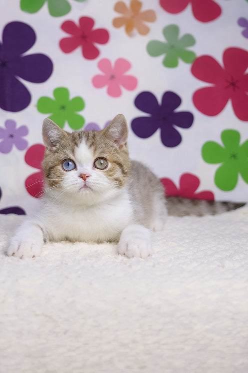 Cosmic | British Shorthair Kitten