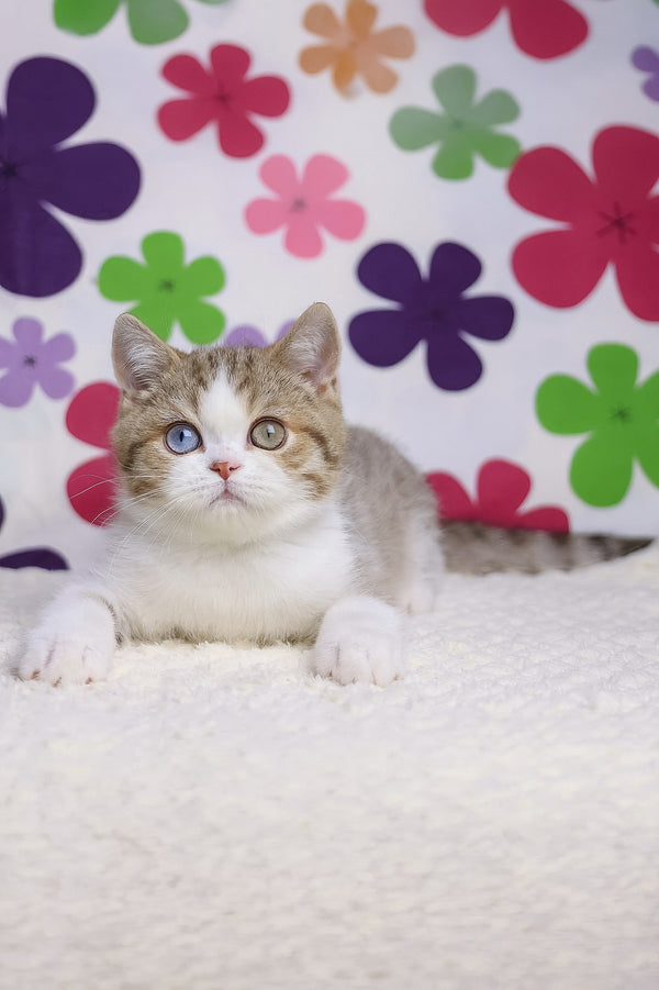 Cosmic | British Shorthair Kitten