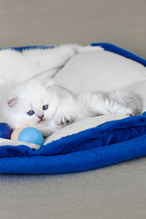 Crystal | Scottish Straight Longhair Kitten