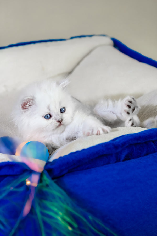 Crystal | Scottish Straight Longhair Kitten