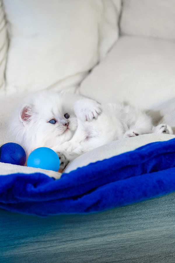 Crystal | Scottish Straight Longhair Kitten