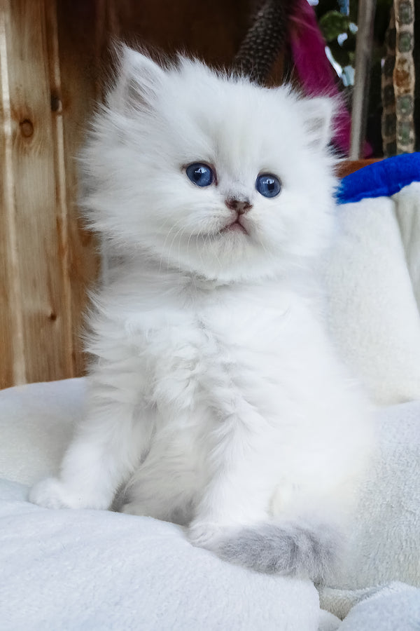 Crystal | Scottish Straight Longhair Kitten