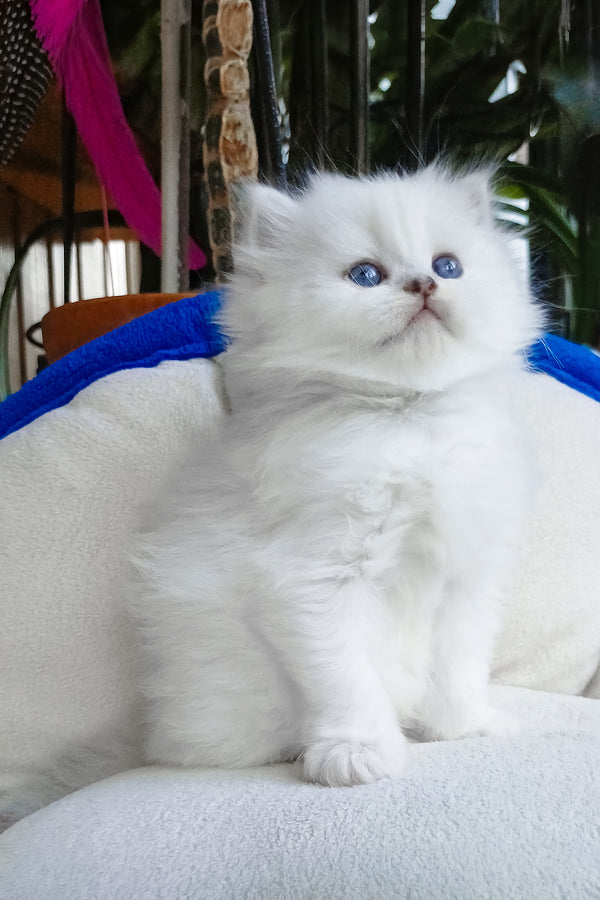 Crystal | Scottish Straight Longhair Kitten