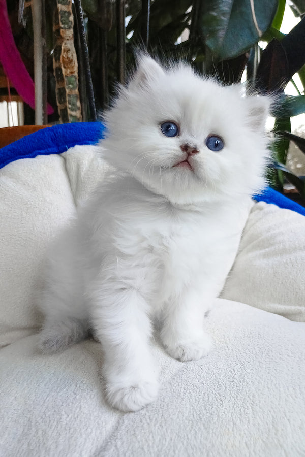 Crystal | Scottish Straight Longhair Kitten