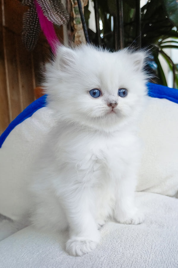 Crystal | Scottish Straight Longhair Kitten
