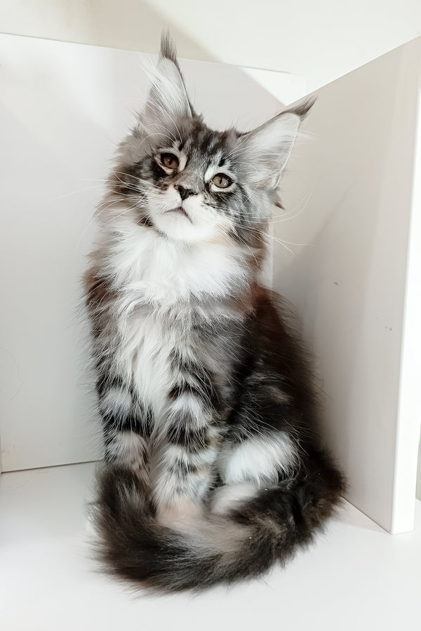 Julia | Maine Coon Kitten