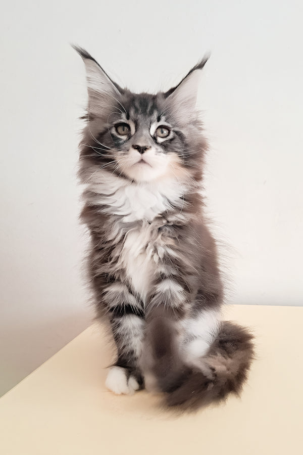 Julia | Maine Coon Kitten