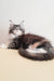 Julia | Maine Coon Kitten