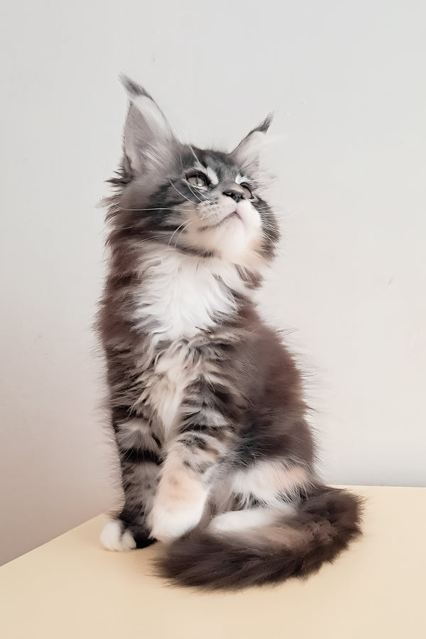 Julia | Maine Coon Kitten