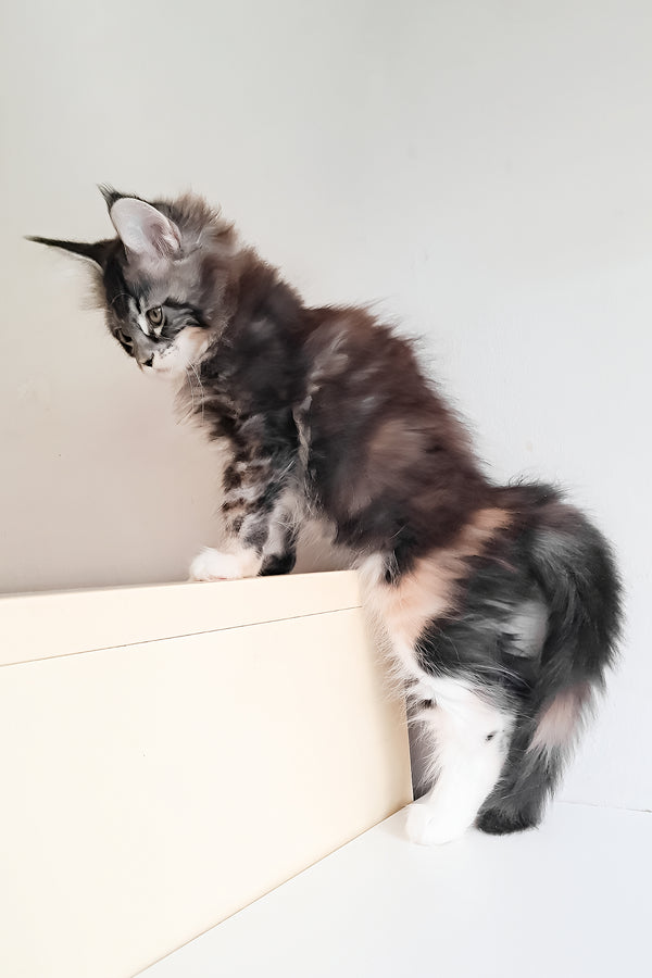 Julia | Maine Coon Kitten