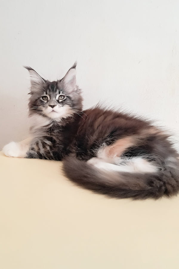 Julia | Maine Coon Kitten