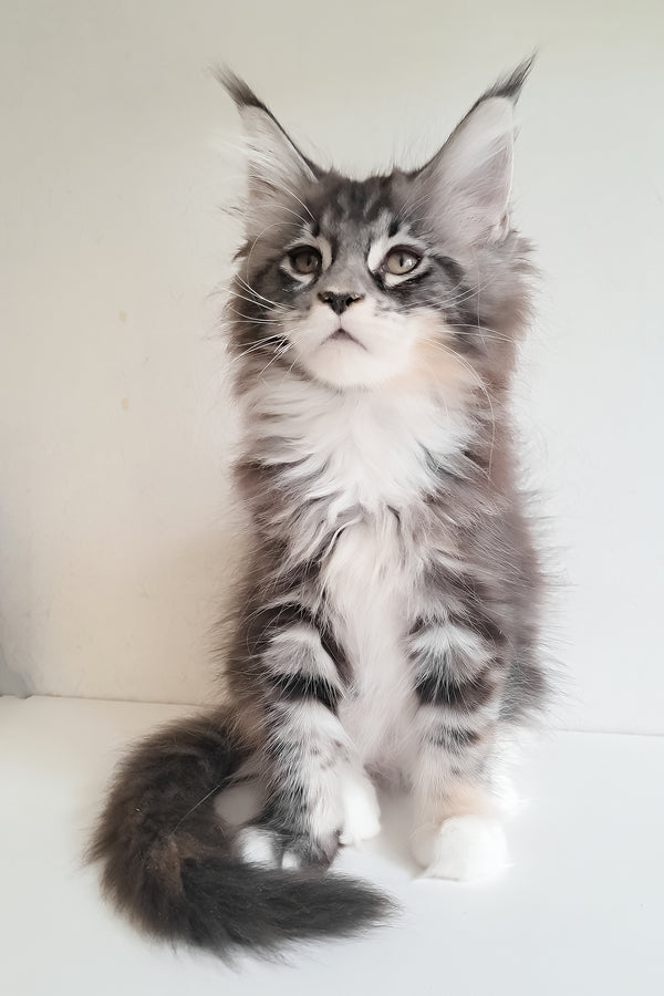 Julia | Maine Coon Kitten