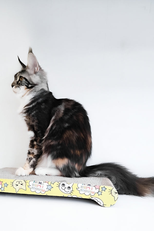 Julia | Maine Coon Kitten