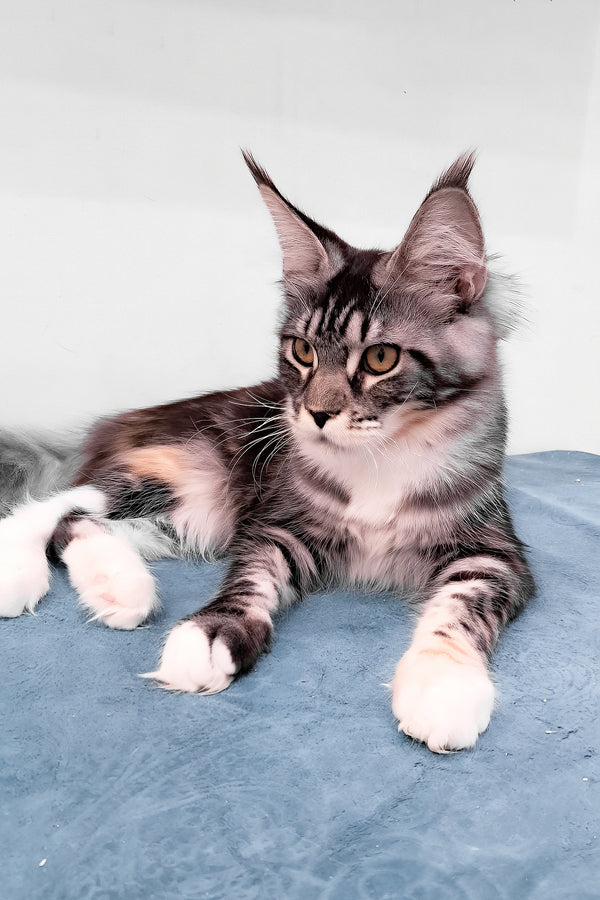 Julia | Maine Coon Kitten