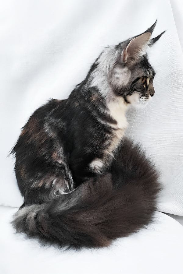 Julia | Maine Coon Kitten